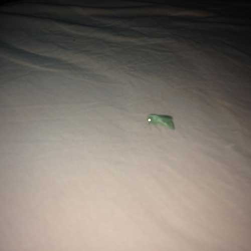 papillon-de-nuit-sur-drap-de-lit-photographie-arnaud-chappuis